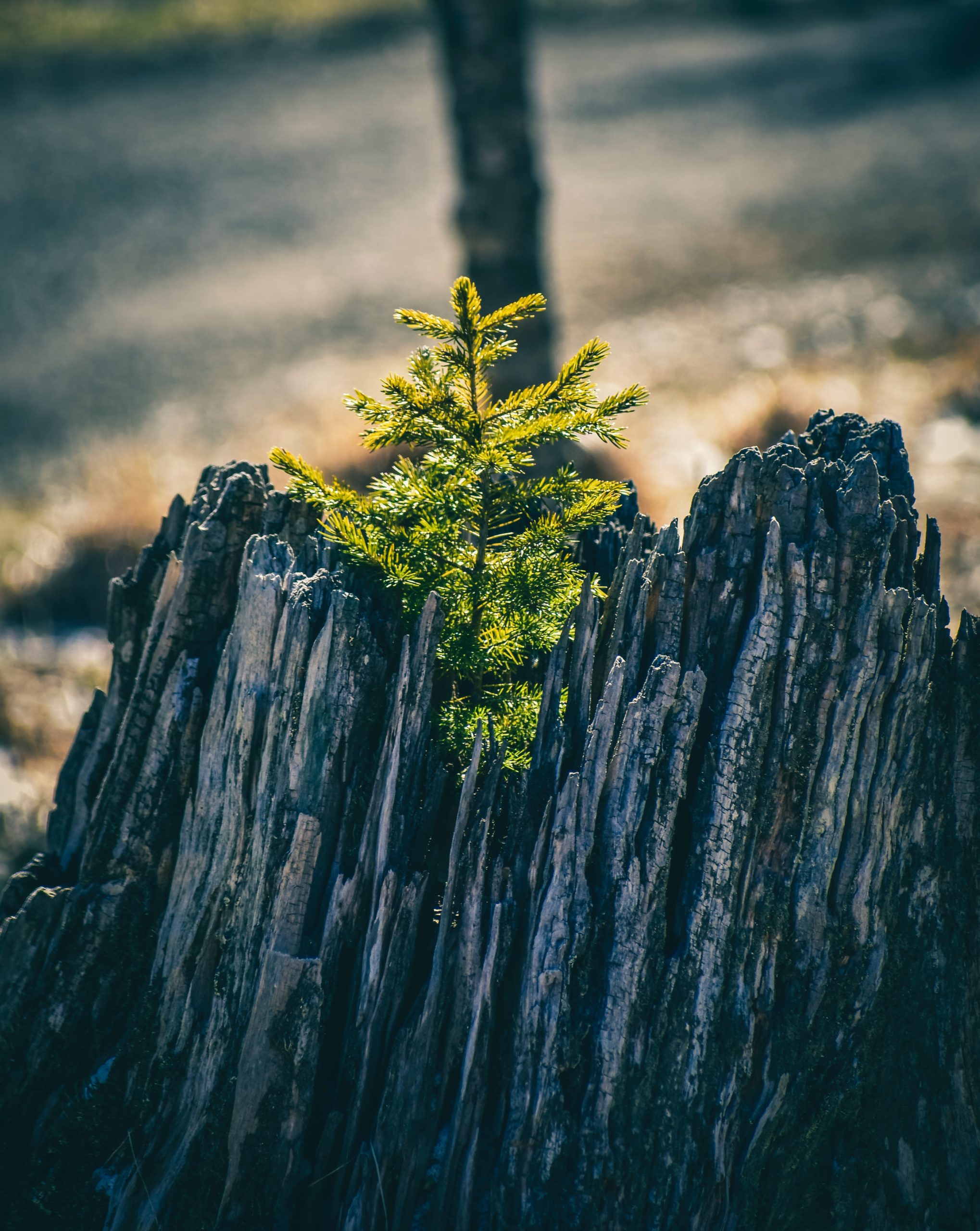 pine tree sapling growing from dead pine